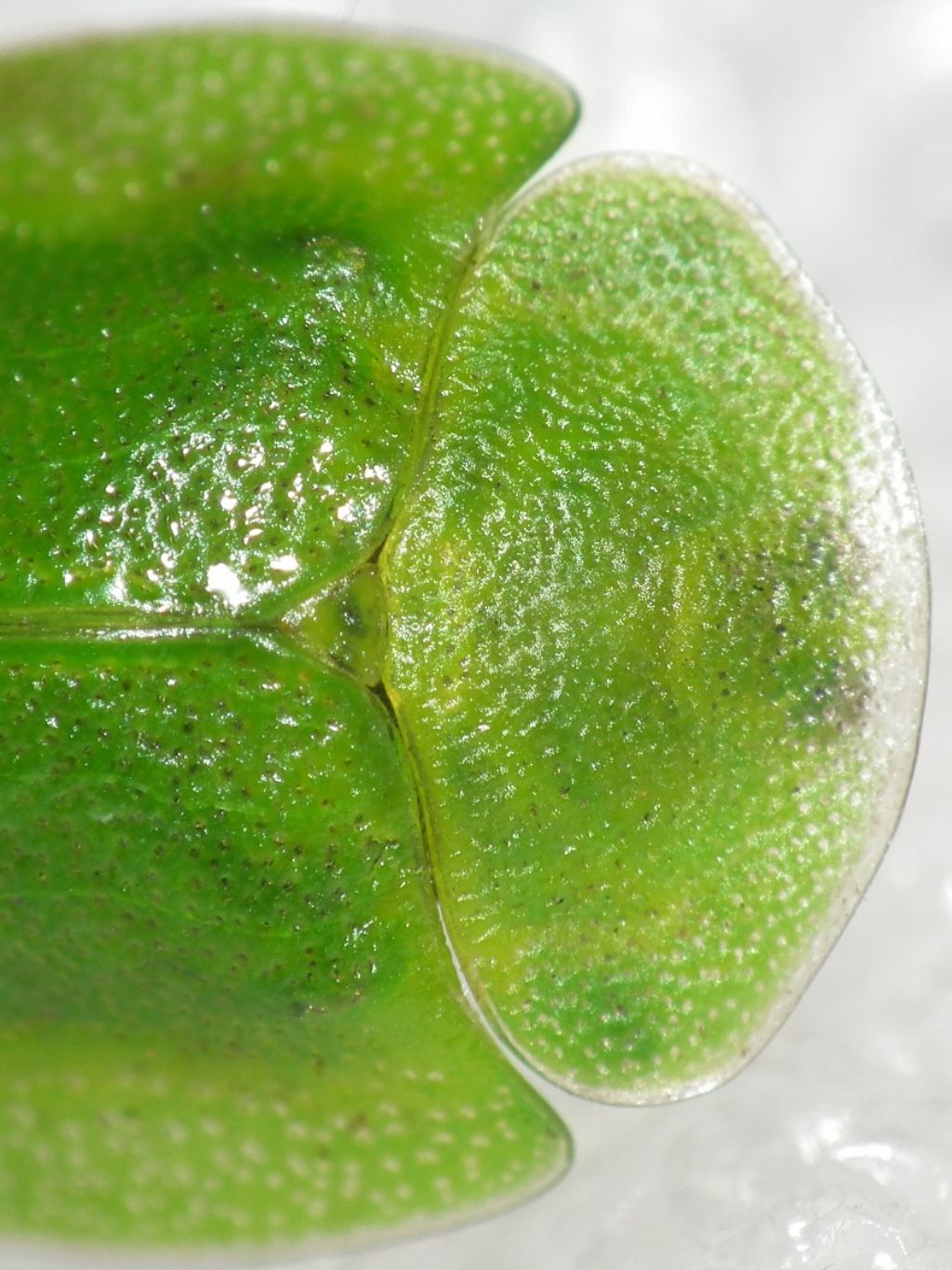 Chrysomelidae: Cassida viridis